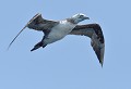 Fou de Bassan. Plumage de 2eme hiver (Bretagne) Fou de Bassan. Plumage de 2eme hiver (Bretagne) 