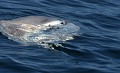 L'oeil du poisson lune (Mola mola, Bretagne). L'oeil du poisson lune ( 