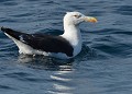 Goéland marin (Larus marinus) Goéland marin sur l'eau 