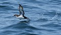 Puffin des anglais (Puffinus puffinus, Bretagne) Puffin des anglais en Bretagne 