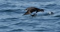 Puffin des anglais (Puffinus puffinus, Bretagne) Puffin des anglais 