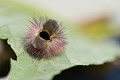 Chenille de la pudibonde ou bombyx pudibon, forme foncée (Calliteara pudibunda) en position de défense. On aperçois nettement le velours inter-segments. Chenille de la pudibonde ou bombyx pudibon en Bretagne 