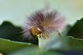 Chenille de la pudibonde ou bombyx pudibon, forme foncée (Calliteara pudibunda) dévorant une feuille d'érable. Chenille de la pudibonde sur feuille d'érable 
