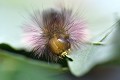 Chenille de la pudibonde ou bombyx pudibon, forme foncée (Calliteara pudibunda) dévorant une feuille d'érable. Chenille de la pudibonde ou bombyx pudibon, forme foncée  dévorant une feuille d'érable. 