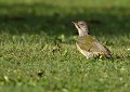 Pic vert juvénile (Picus viridis, Bretagne, France) Pic vert juvénile en Bretagne 
