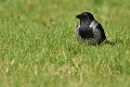 Corneille mantelée (Corvus cornix, Basse Saxe, Allemagne) Corneille mantelée en Allemagne 
