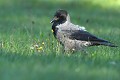 Corneille mantelée (Corvus cornix, Basse Saxe, Allemagne) Corneille mantelée en Allemagne 