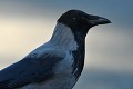 Corneille mantelée (Corvus cornix, Basse Saxe, Allemagne) Corneille mantelée 