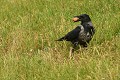Corneille mantelée s’apprêtant à cacher une noix (Corvus cornix, Basse Saxe, Allemagne) Corneille mantelée s’apprêtant à cacher une noix 