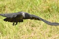 Corneille mantelée (Corvus cornix, Basse Saxe, Allemagne) Corneille mantelée en vol 