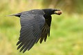 Hybride de corneille noire (Corvus corone) et mantelée (Corvus cornix, Allemagne). Les corneille noires et mantelées peuvent s'hybrider et leur descendants ne sont pas stériles. Différentes graduations de couleurs existent parmi ces individus. hybride de corneille noire (Corvus corone) et mantelée (Corvus cornix), en  Basse Saxe (Allemagne). 