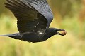 Hybride de corneille noire (Corvus corone) et mantelée (Corvus cornix, Allemagne). Les corneille noires et mantelées peuvent s'hybrider et leur descendants ne sont pas stériles. Différentes graduations de couleurs existent parmi ces individus. Hybride de corneille noire et mantelée 