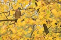 Geai des chênes (Garrulus glandarius, Allemagne) Geai des chênes en  Allemagne 