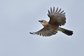 Geai des chênes (Garrulus glandarius, Allemagne) Geai des chênes en vol 