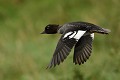 Garrot à œil d'or femelle (Bucephala clangula, Land de Saxe, Allemagne) Garrot à œil d'or femelle en vol 