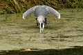 Héron cendré recherchant sa nourriture (Ardea cinerea). Héron cendré bec dans l'eau 