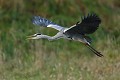 Héron cendré adulte en pleine vocalises (Ardea cinerea, Allemagne) Héron cendré adulte en vol, Allemagne 