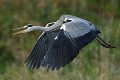 Héron cendré adulte en pleine vocalises (Ardea cinerea, Allemagne) Héron cendré adulte en pleine vocalises 