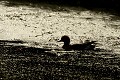 Canard siffleur (Mareca penelope, Land de Saxe, Allemagne) Canard siffleur en Allemagne 