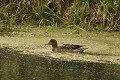 Jeune Canard siffleur (Mareca penelope, Land de Saxe, Allemagne) Jeune Canard siffleur (Mareca penelope, Land de Saxe, Allemagne) 