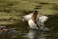 Jeune Canard siffleur (Mareca penelope, Land de Saxe, Allemagne) Jeune Canard siffleur 