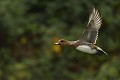 Canard siffleur mâle, plumage en éclipse  (Mareca penelope, Land de Saxe, Allemagne) Canard siffleur mâle, plumage en éclipse 