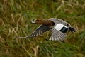 Canard siffleur mâle, plumage en éclipse  (Mareca penelope, Land de Saxe, Allemagne) Canard siffleur mâle, plumage en éclipse en vol 