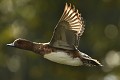 Canard siffleur mâle, plumage en éclipse  (Mareca penelope, Land de Saxe, Allemagne) Canard siffleur mâle, plumage en éclipse  (Mareca penelope, Land de Saxe, Allemagne) 