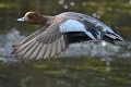 Canard siffleur mâle (Mareca penelope, Land de Saxe, Allemagne) Canard siffleur mâle en vol 
