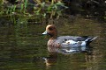 Canard siffleur mâle (Mareca penelope, Land de Saxe, Allemagne) Canard siffleur mâle, Allemagne 