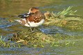 Canard siffleur mâle, plumage en éclipse  (Mareca penelope, Land de Saxe, Allemagne) Canard siffleur mâle, plumage en éclipse 