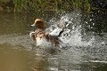Séance de toilettage pour ce Canard siffleur mâle, plumage en éclipse  (Mareca penelope, Land de Saxe, Allemagne) toilettage du Canard siffleur 