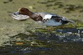 Canard siffleur mâle, plumage en éclipse  (Mareca penelope, Land de Saxe, Allemagne) Canard siffleur en vol 