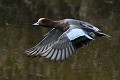 Canard siffleur mâle (Mareca penelope, Land de Saxe, Allemagne) Canard siffleur mâle en vol 