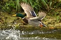 Canard colvert mâle (Anas platyrhynchos, Allemagne) Canard colvert mâle en vol 