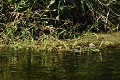 Le roi du camouflage : Le grèbe castagneux (Tachybaptus ruficollis) grèbe castagneux camouflé 