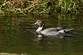 Canard pilet mâle (Anas acuta, Land de Saxe, Allemagne) Canard pilet mâle en Allemagne 