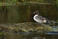 Canard pilet mâle (Anas acuta, Land de Saxe, Allemagne) Canard pilet mâle 