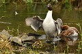 Le chef d'orchestre : Canard pilet mâle (Anas acuta, Land de Saxe, Allemagne) Canard pilet mâle aux ailes ouvertes 