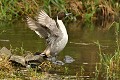Séance d'étirements pour ce Canard pilet mâle (Anas acuta, Land de Saxe, Allemagne) Canard pilet mâle 