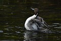 Canard pilet mâle (Anas acuta, Land de Saxe, Allemagne) Canard pilet mâle dans l'eau 
