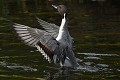Canard pilet mâle (Anas acuta, Land de Saxe, Allemagne) Canard pilet mâle 