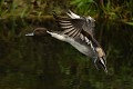 Canard pilet mâle (Anas acuta, Land de Saxe, Allemagne) Canard pilet mâle en vol 