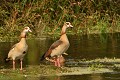 Couple d'Ouettes d'Egypte (Alopochen aegyptiaca, land de Saxe, Allemagne) Couple d'Ouettes d'Egypte en Allemagne 