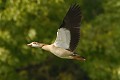 Ouette d'Egypte (Alopochen aegyptiaca, land de Saxe, Allemagne) Ouette d'Egypte en vol 