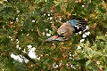 Geai des chênes faisant ses provisions pour l'hiver (Garrulus glandarius, Allemagne) Geai des chênes et gland 
