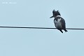 Martin pêcheur d'Amérique d'un an...en Bretagne (Megaceryle alcyon) Martin pêcheur d'Amérique en Bretagne 