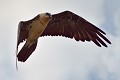 Gypaète barbu (Gypaetus barbatus) Gypaète barbu 