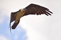 Gypaète barbu (Gypaetus barbatus) Gypaète barbu 