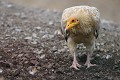Percnoptère d'Égypte (Neophron percnopterus, Espagne). Percnoptère d'Égypte au sol 